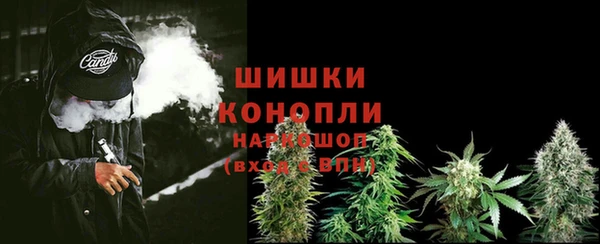 прущие грибы Аркадак